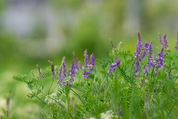 Vicia cracca flower. 
Spring flower tufted vetch, cow vetch, bird vetch, blue vetch, boreal vetch