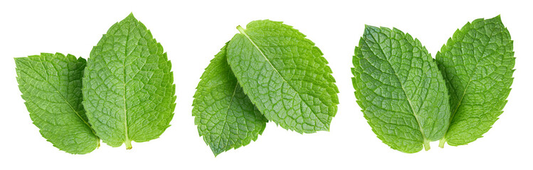 Mint leaf isolate on white