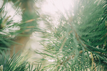branches of a pine blur in sunlight