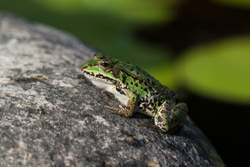 Green frog getting up on the rocky bank of its pond with water lily leaves in the dark blurred background