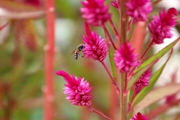 Closeup shot of a red broomrapes