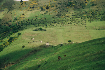 Fototapeta na wymiar cows in the meadow in Ossetia mountains