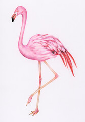 Hand drawn pink flamingo illustration
