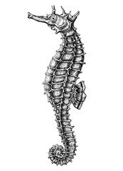 Hand drawn seahorse isolated © Rawpixel.com