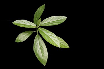 green leaves on black background