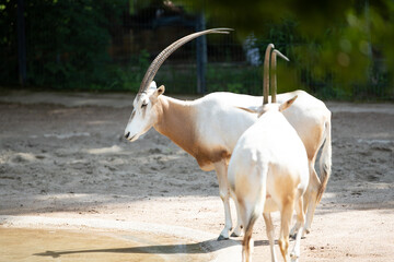 Pair of Scimitar oryx on a field