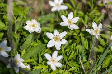 Closeup shot of blossoms of thimbleweed with lady beetle on one flower
