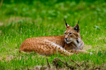 A lynx in the grass