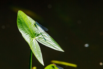 A dragonfly on a leaf