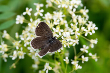 Everes argiades black butterfly sit on white flower.
Spring scene with short-tailed blue or tailed Cupid