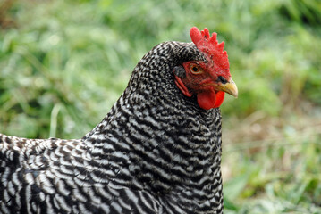 プリマスロット　にわとり