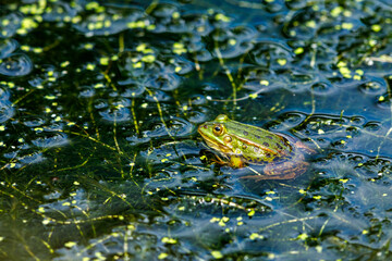 a green frog in the water