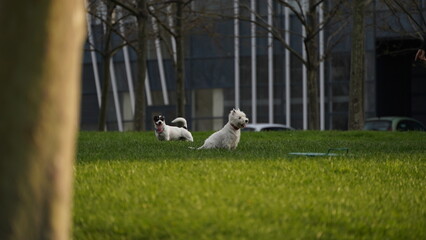 Выгул собак Dog walking