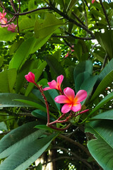 frangipani flowers are found on the island of Bali, Indonesia 