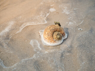 Small sea snails stranded on the sandy beach. Beautiful sea animals.