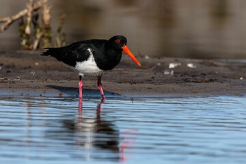 Australian Pied Oystercatcher, Wandandian Creek, NSW, July 2021