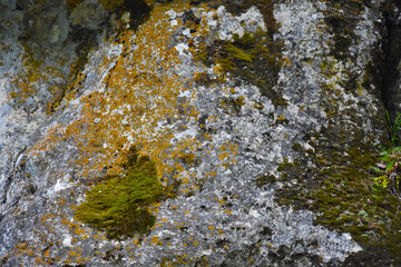 Background of moss on rough stone