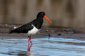 Australian Pied Oystercatcher, Wandandian Creek, NSW, July 2021