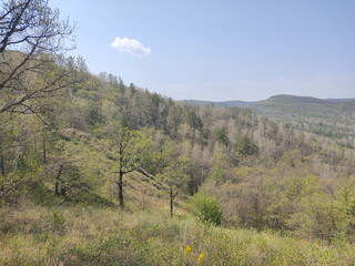 Fototapeta premium Trees on green mountain slope in valley