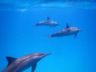 pack of spinner dolphins stenella longorostris in egypt coral reef lagoon sataya 