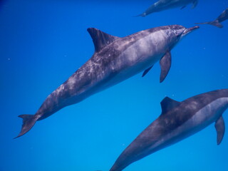 pack of spinner dolphins stenella longorostris in egypt coral reef lagoon sataya 