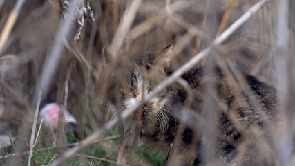 Homeless cat in the grass