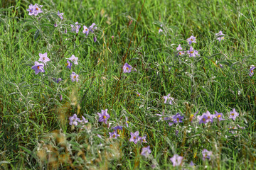 Blue flowers of solanum elaeagnifolium