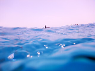 pack of spinner dolphins stenella longorostris in egypt coral reef lagoon sataya 