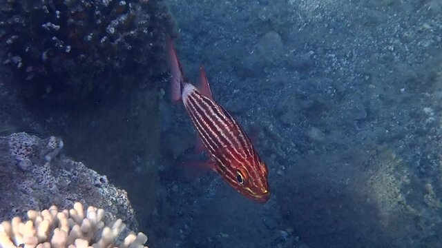 Small fish belonging to the family Holocentridae, scientific name is Sargocentron diadema, it has red color with white strips along a body. Simetimes his English name is soldier fish
