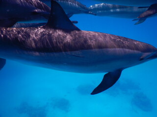 pack of spinner dolphins stenella longorostris in egypt coral reef lagoon sataya 