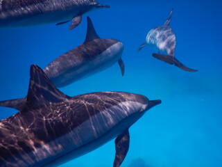 pack of spinner dolphins stenella longorostris in egypt coral reef lagoon sataya 