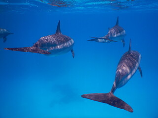 pack of spinner dolphins stenella longorostris in egypt coral reef lagoon sataya 