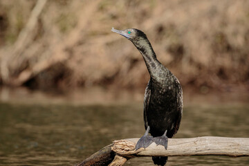 Little Black Cormorant, Wandandian Creek, NSW, July 2021
