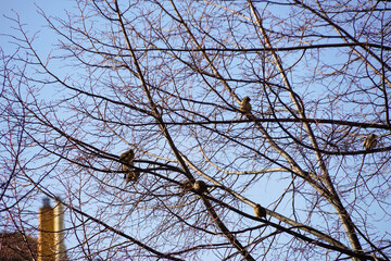 birds on the branches winter
