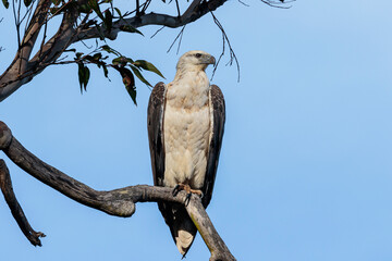 White-bellied Sea-eagle, Wandandian Creek, NSW, July 2021