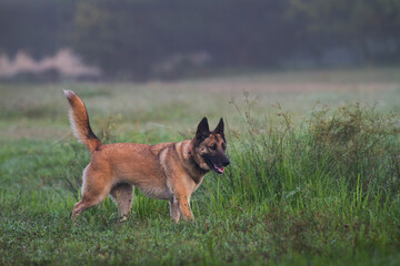 Shepherd dog walking in tall grass off leash