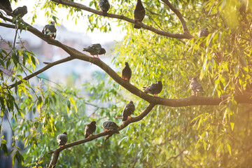 pigeons sitting on branches