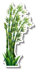 Bamboo tree sticker on white background