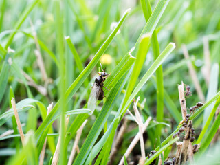 flying or winged ants in lawn called alates ready for mating