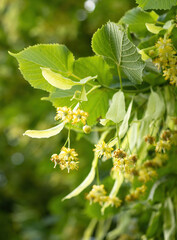 Blooming flowers of small leaved Linden tree (Tilia Cordata). Branch covered with yellow blossom used for herbal healing tea preparation. Natural background. Back to nature concept.