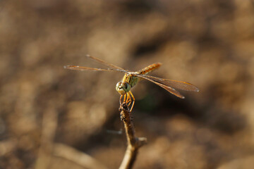Orthetrum sabina, the slender skimmer or green marsh hawk, is a species of dragonfly in the family Libellulida. Nanded District, Maharashtra, India