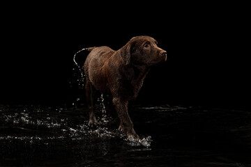 Beautiful chocolate color big Labrador dog walking on water isolated over dark background. Beauty and grace, animal life concept