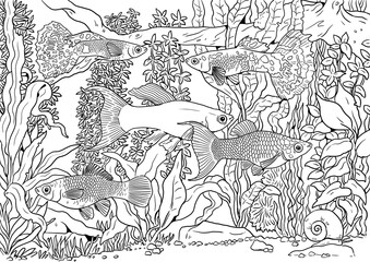 Aquarium with Guppy, swordtail and molly for coloring. Colorful tropical fish templates. Coloring book for children and adults.	