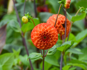 Dahlia flowers in bloom.