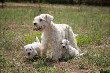 jeunes chiots schnauzers nains blancs