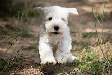 jeunes chiots schnauzers nains blancs
