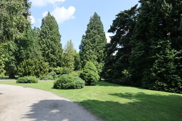 Fototapeta na wymiar Nice sunny park with big trees and gravel path