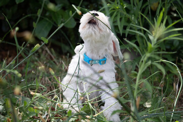 jeunes chiots schnauzers nains blancs