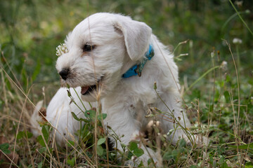 jeunes chiots schnauzers nains blancs