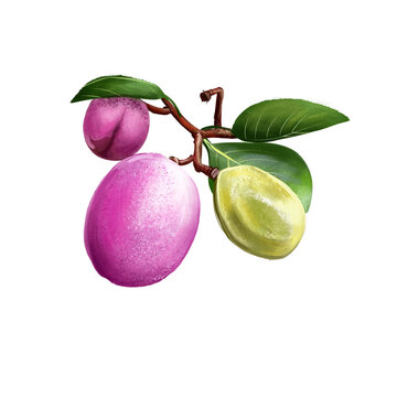 Icaco fruit isolated. Chrysobalanus icaco, cocoplum, Paradise Plum. Fruit of coastal form. Botanic concept digital art illustration. Purple abajeru tropical exotic fruit on branch with green leaves.